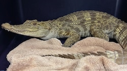 Das junge Krokodil wehrte sich zunächst gegen das Einfangen durch Tierschützer – nun ist es in ...