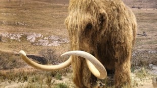 Das Wollhaarmammut, ausgestorben vor ca. 10.000 Jahren, soll wiederbelebt werden.