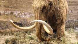 Das Wollhaarmammut, ausgestorben vor ca. 10.000 Jahren, soll wiederbelebt werden.