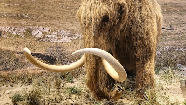 Das Wollhaarmammut, ausgestorben vor ca. 10.000 Jahren, soll wiederbelebt werden.