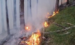 Waldbrände können verheerende Ausmaße annehmen. 
