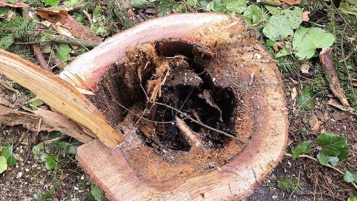 Hohle, morsche Bäume waren eine Gefahr für den Friedhof und seine Besucher.