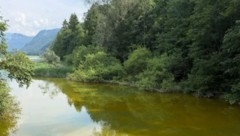 Der Hintersee schimmert derzeit gelb...