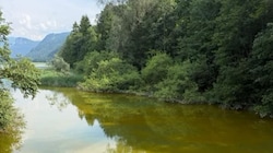 Der Hintersee schimmert derzeit gelb...