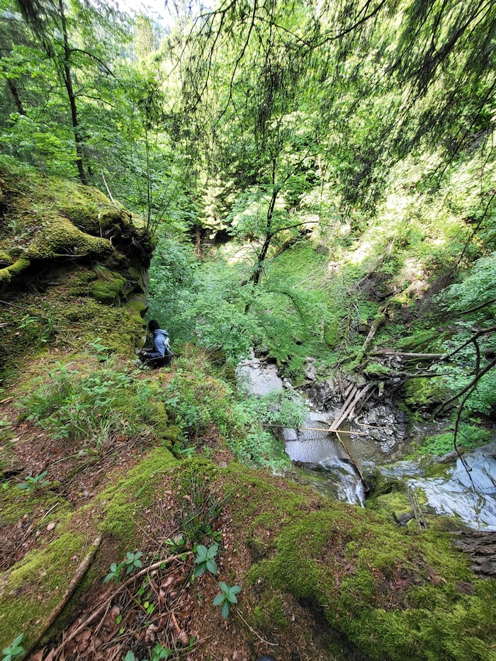Die Sendersbachschlucht – ein naturbelassenes Juwel
