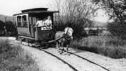 Haflinger Max zog zuverlässig die Tramway