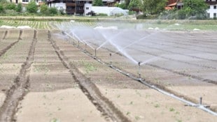 Gemüsekulturen müssen bewässert werden. Sonnenbrand und niedrige Pegel setzen besonders ...