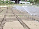 Gemüsekulturen müssen bewässert werden. Sonnenbrand und niedrige Pegel setzen besonders ...