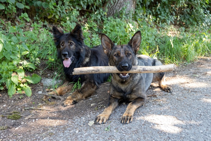 Phalko und Gwendolin genießen die leichte Brise im Schatten der Antheringer Au.