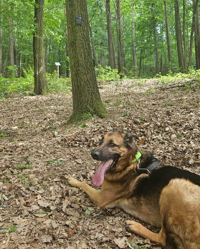 Schäferhund „Sam“ trauert am Baumgrab seines Herrchens.