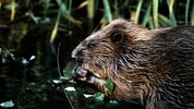 In Kärnten landen sogar Biber auf der Speisekarte.