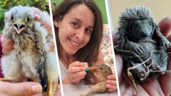 Vom Falken bis zum Igelbaby: Immer mehr geschwächte oder verwaiste Wildtiere benötigen derzeit ...