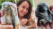 Vom Falken bis zum Igelbaby: Immer mehr geschwächte oder verwaiste Wildtiere benötigen derzeit ...