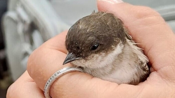 Jungvögel springen in ihrer Verzweiflung aus den viel zu heißen Nestern.