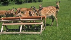 Sika-Wild vermehrt sich nur in Ausnahmefällen mit Damm- oder Rotwild. Trotzdem müssen die Tiere ...