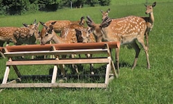 Sika-Wild vermehrt sich nur in Ausnahmefällen mit Damm- oder Rotwild. Trotzdem müssen die Tiere ...