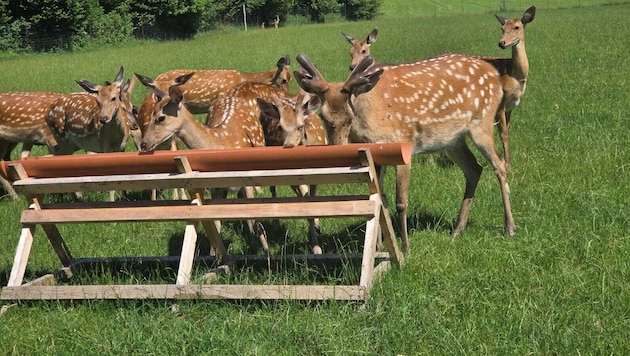 Sika-Wild vermehrt sich nur in Ausnahmefällen mit Damm- oder Rotwild. Trotzdem müssen die Tiere ...