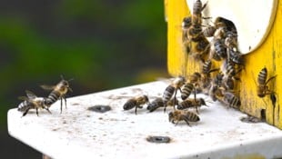 Bei Bienen im Bezirk Gmunden trat die Bösartige Faulbrut auf. (Symbolbild)