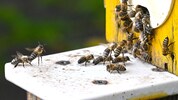 Bei Bienen im Bezirk Gmunden trat die Bösartige Faulbrut auf. (Symbolbild)