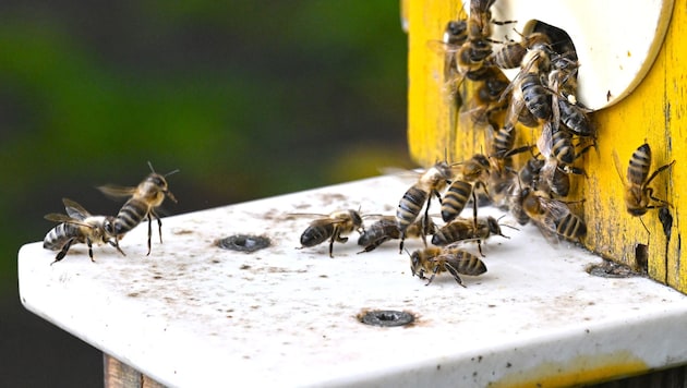 Bei Bienen im Bezirk Gmunden trat die Bösartige Faulbrut auf. (Symbolbild)
