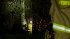 Gleich drei Bäume wurden in der Nacht auf Montag von Blitzen in Brand gesteckt. Im Bild die ...