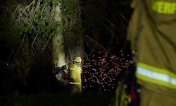 Gleich drei Bäume wurden in der Nacht auf Montag von Blitzen in Brand gesteckt. Im Bild die ...