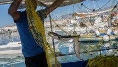 Diesem Fischer sind vor Kreta zwei Hasenkopf-Kugelfische ins Netz gegangen.