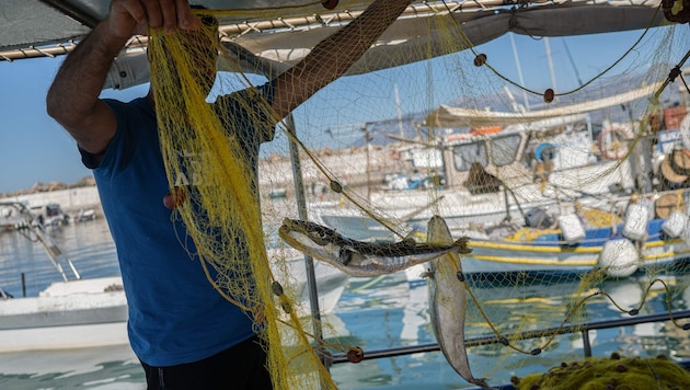 Diesem Fischer sind vor Kreta zwei Hasenkopf-Kugelfische ins Netz gegangen.
