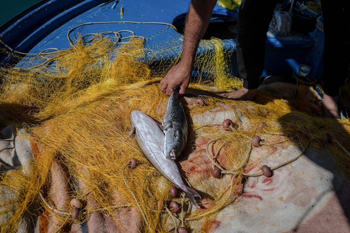 Der Hasenkopf-Kugelfisch wird rund 40 Zentimeter lang und neun Kilo schwer.