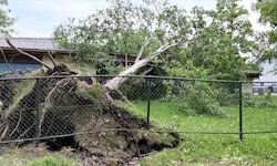 Gleich mehrere Bäume wurden vom Sturm umgerissen.