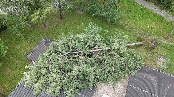 In Dornbirn stürzte ein Baum auf einen Kindergarten.