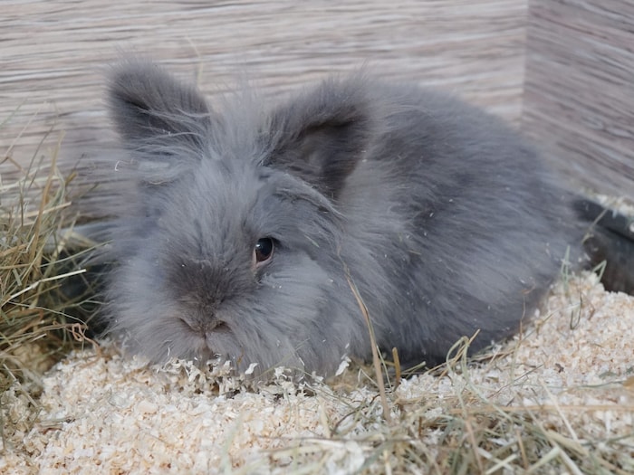 Nobby