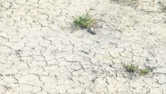 Vielen Landwirten drohen aufgrund der Hitze Ernteeinbußen bis hin zu Totalausfällen.