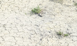 Vielen Landwirten drohen aufgrund der Hitze Ernteeinbußen bis hin zu Totalausfällen.