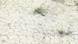 Vielen Landwirten drohen aufgrund der Hitze Ernteeinbußen bis hin zu Totalausfällen.
