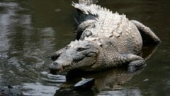 Ein Spitzkrokodil hatte den Schwimmer bei einem abendlichen Bad im Meer angegriffen. ...