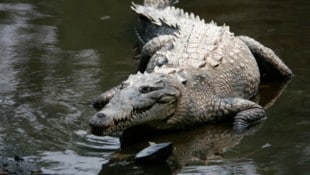 Ein Spitzkrokodil hatte den Schwimmer bei einem abendlichen Bad im Meer angegriffen. ...