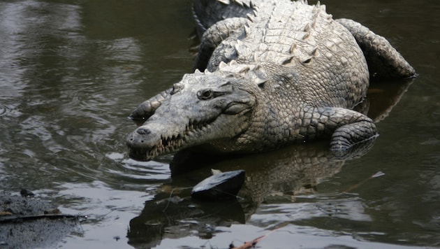 Ein Spitzkrokodil hatte den Schwimmer bei einem abendlichen Bad im Meer angegriffen. ...