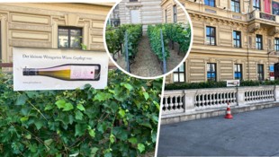 Der Weingarten am Schwarzenbergplatz zieht auch zahlreiche Touristen an. 