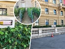 Der Weingarten am Schwarzenbergplatz zieht auch zahlreiche Touristen an. 