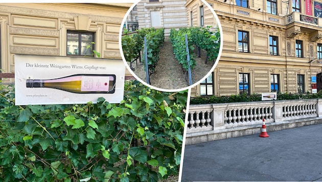 Der Weingarten am Schwarzenbergplatz zieht auch zahlreiche Touristen an.