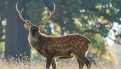 Brüssel verlangt Tötung aller Sikas. 