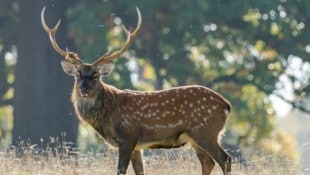 Brüssel verlangt Tötung aller Sikas. 