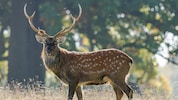 Brüssel verlangt Tötung aller Sikas. 