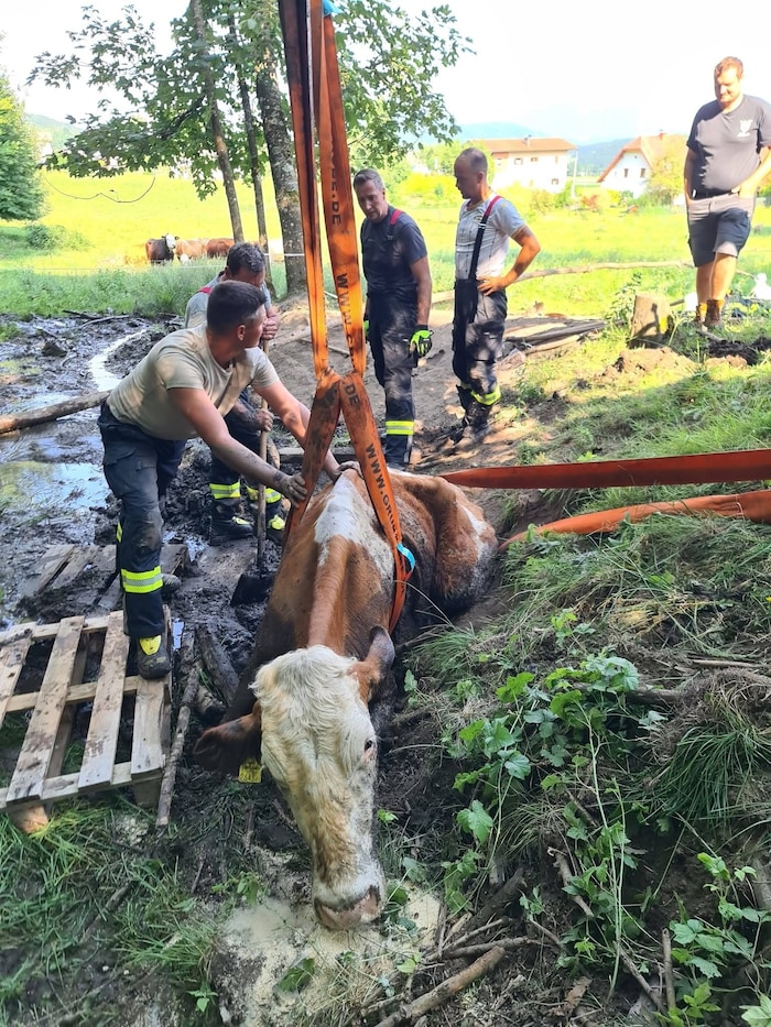 Die Kuh wurde von den Einsatzkräfte befreit