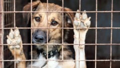 Immer mehr Vierbeiner bleiben jahrelang im Tierheim. Ein neuer Expertenbericht zeigt, warum ...