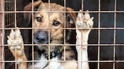 Immer mehr Vierbeiner bleiben jahrelang im Tierheim. Ein neuer Expertenbericht zeigt, warum ...