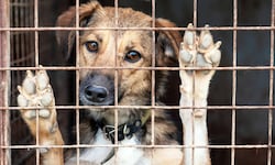Immer mehr Vierbeiner bleiben jahrelang im Tierheim. Ein neuer Expertenbericht zeigt, warum ...