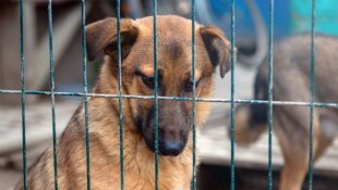 Landesweit wird die Zahl der Tiere, denen ein langfristiger oder lebenslanger Aufenthalt im ...