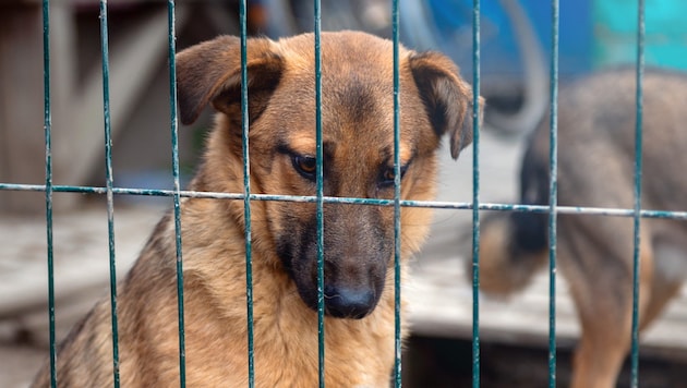 Landesweit wird die Zahl der Tiere, denen ein langfristiger oder lebenslanger Aufenthalt im ...